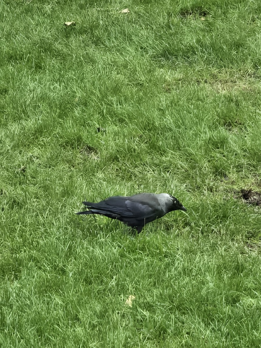 Eurasian Jackdaw - ML639062611