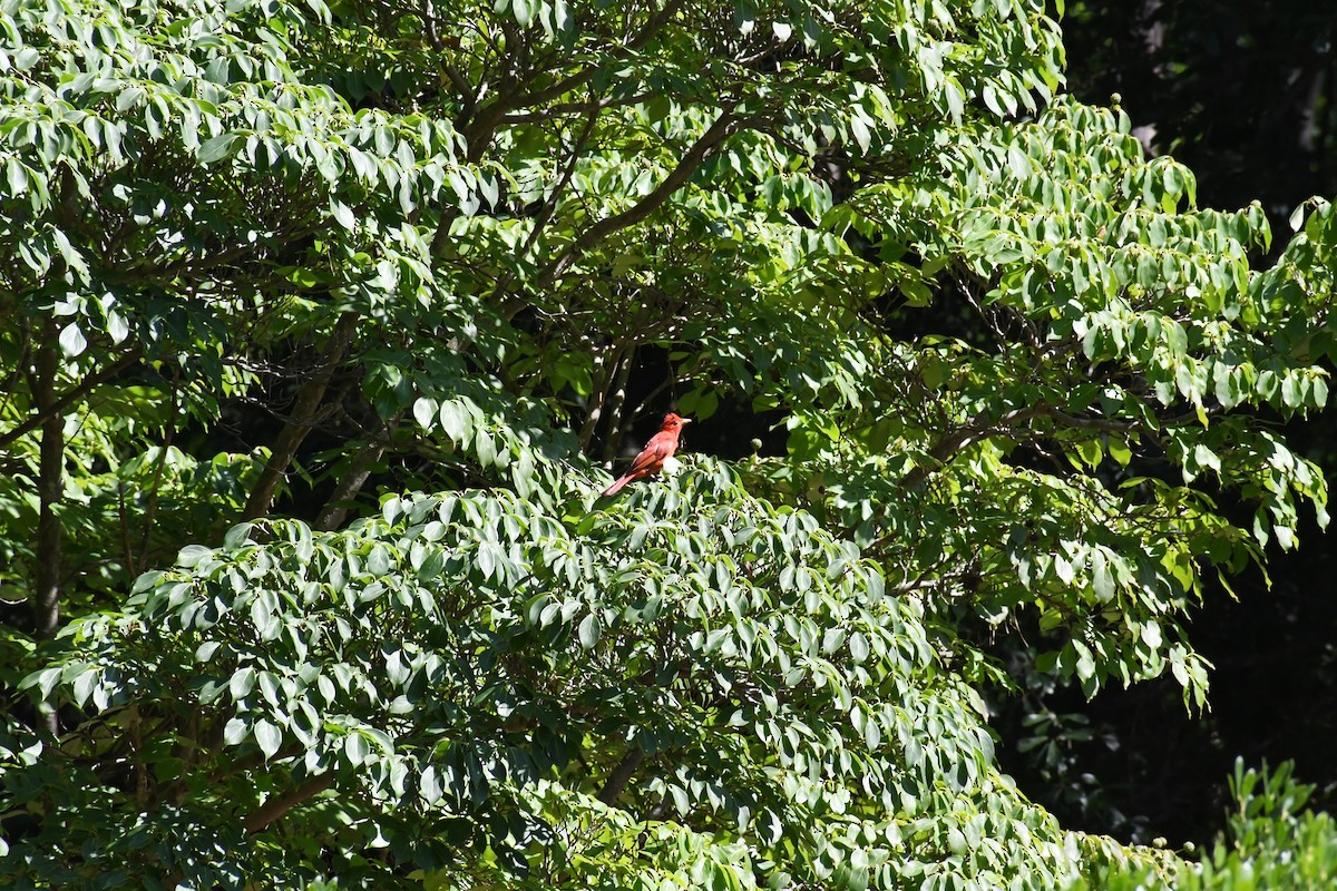 Summer Tanager - ML639062623
