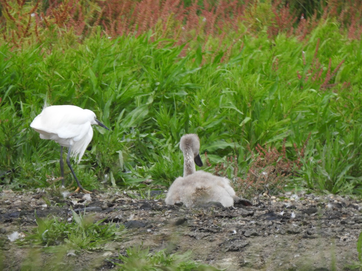 Little Egret - ML639062639