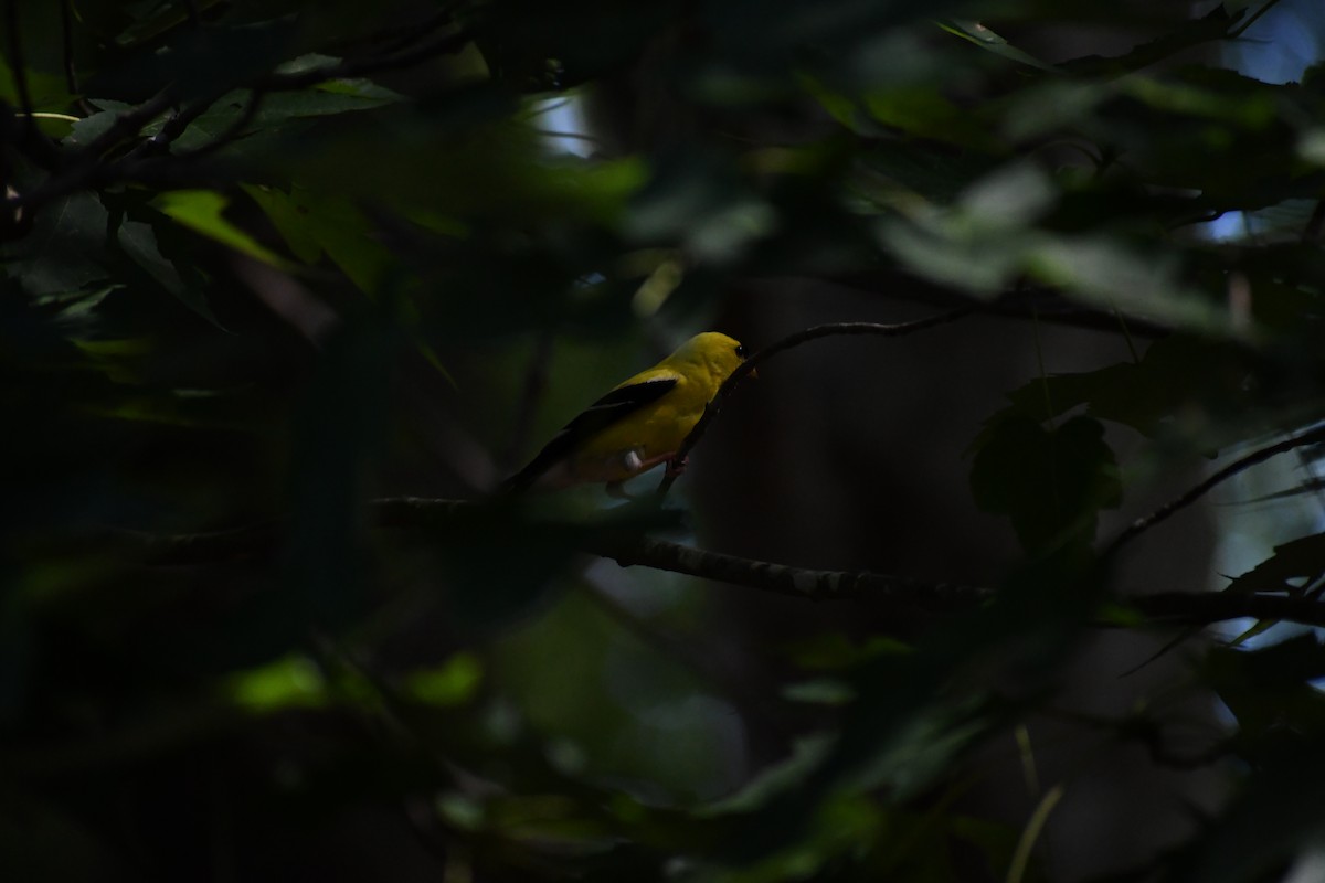 American Goldfinch - ML639062641