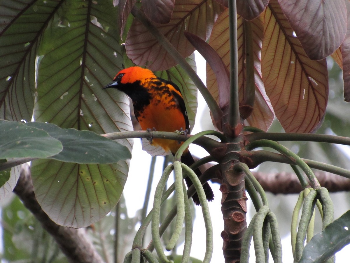 Spot-breasted Oriole - ML639062645