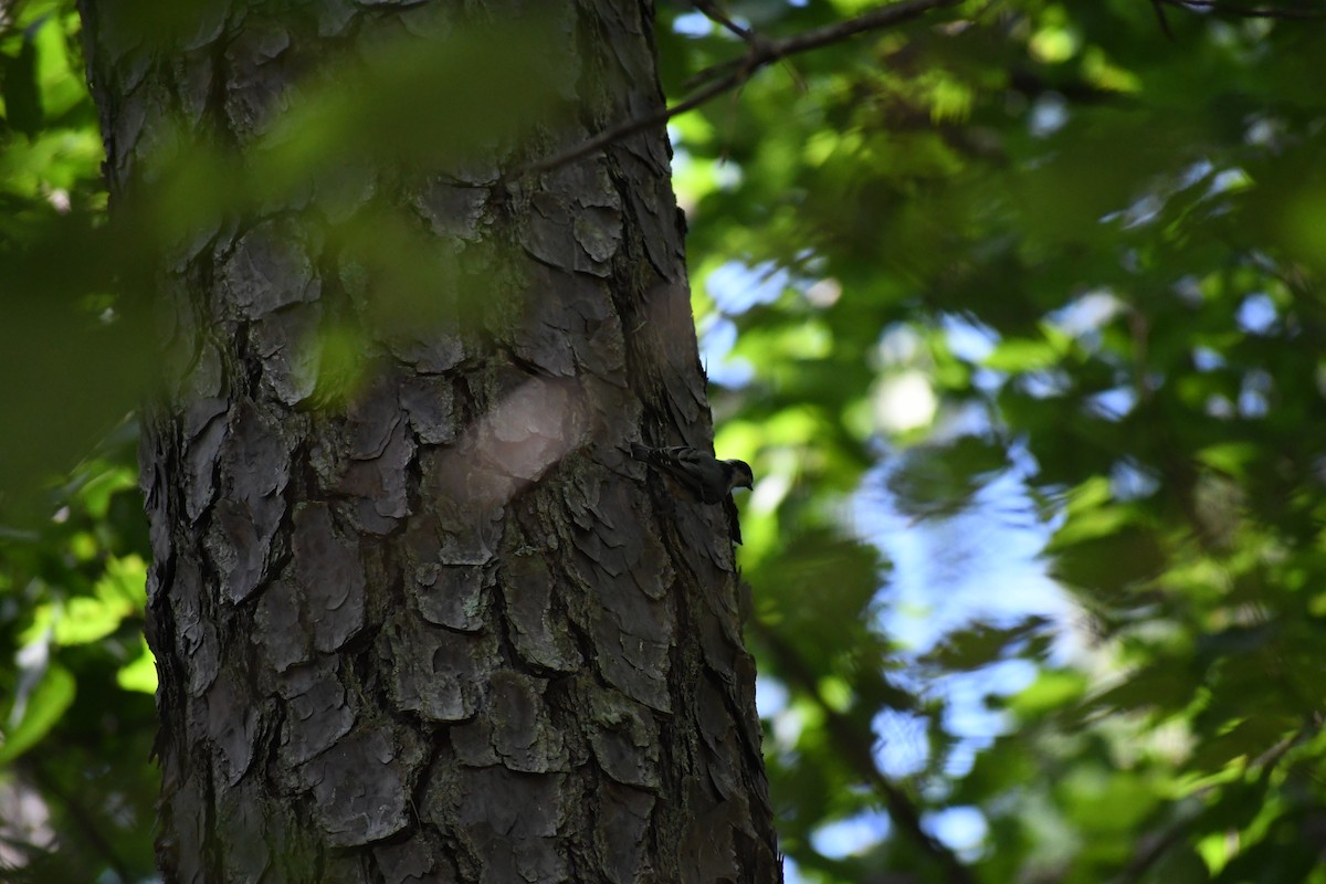 White-breasted Nuthatch - ML639062669