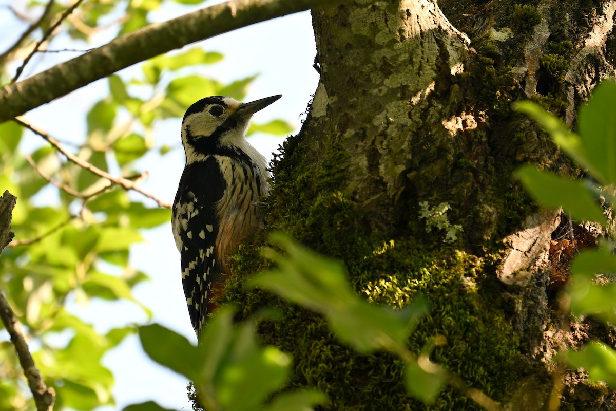 White-backed Woodpecker - ML639062683