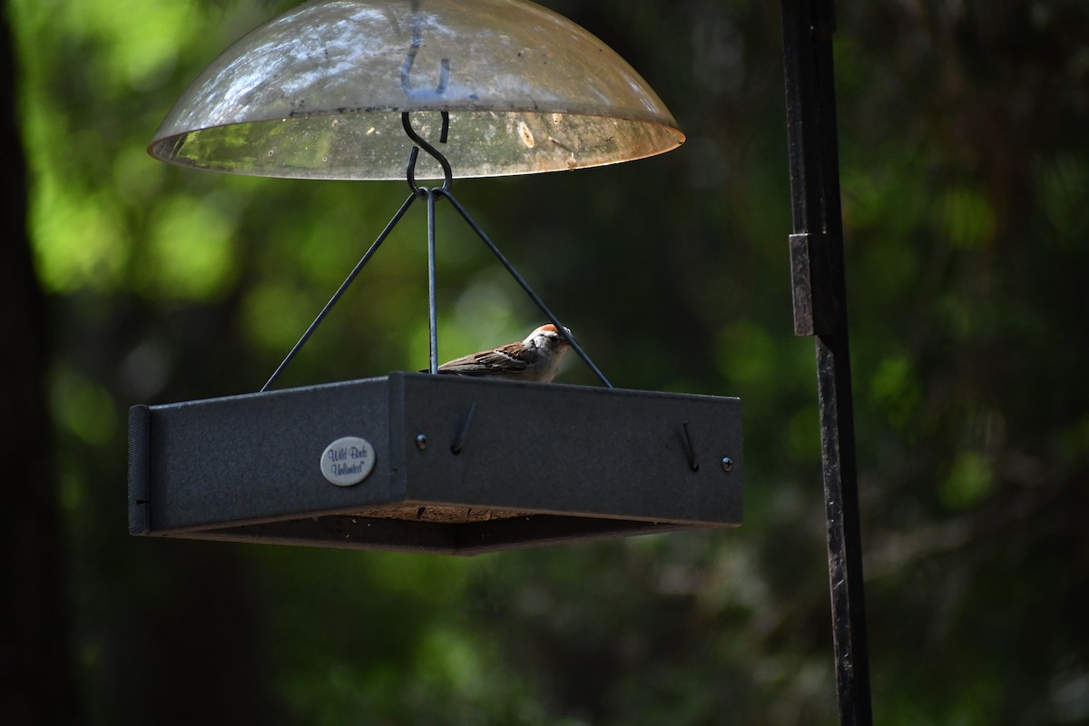 Chipping Sparrow - ML639062702