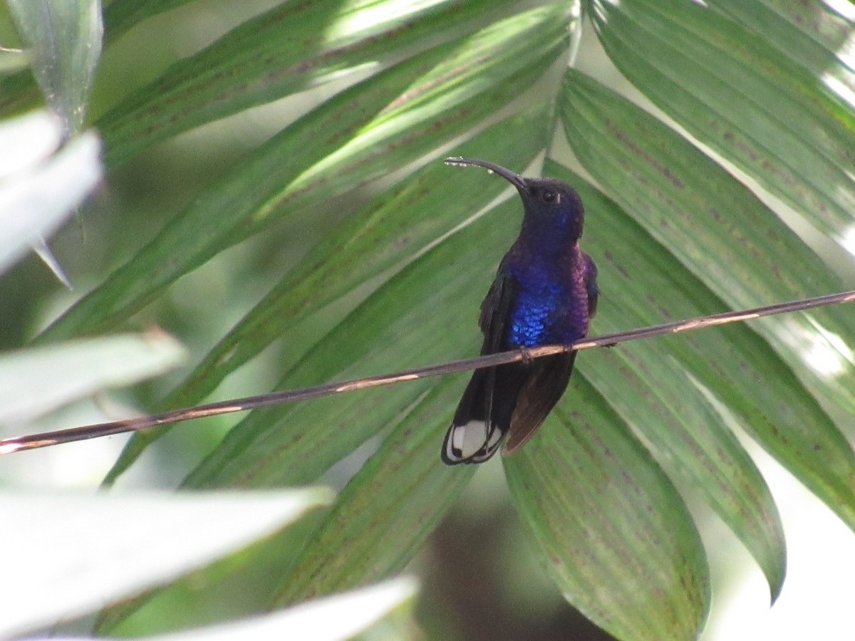 Violet Sabrewing - ML639062779