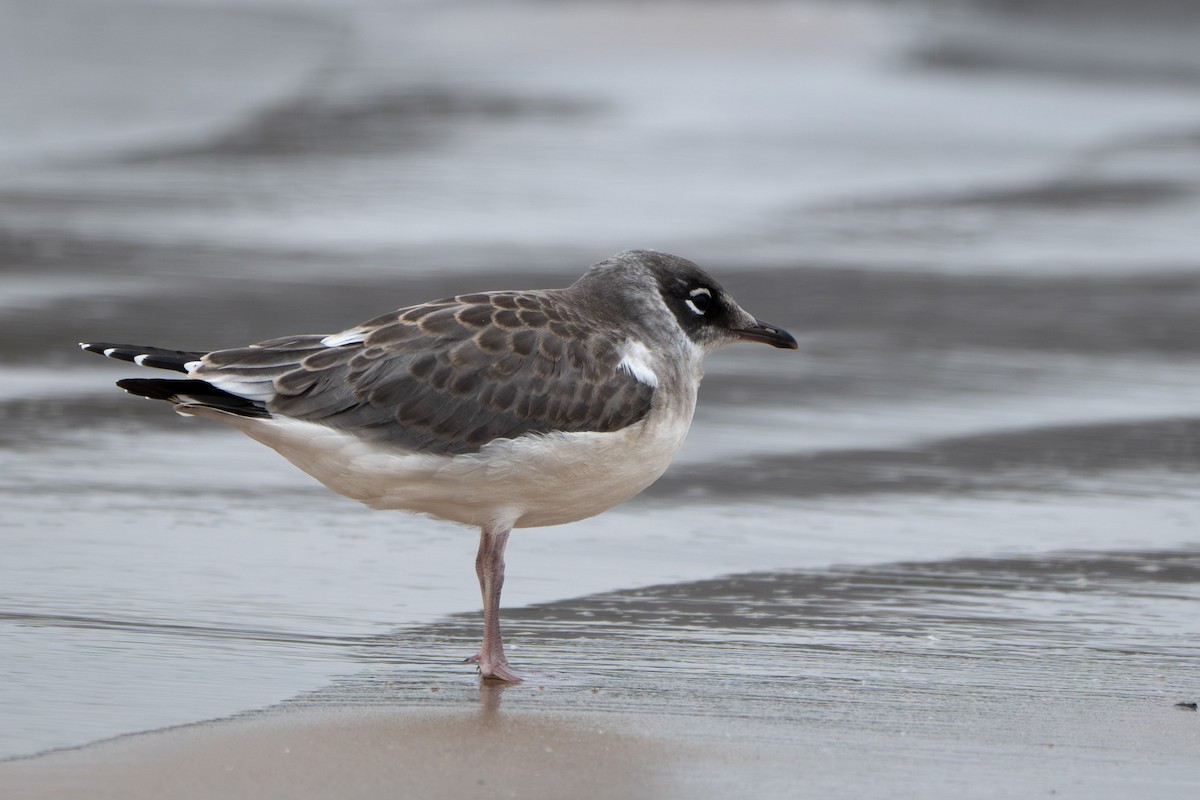 Franklin's Gull - ML639062789