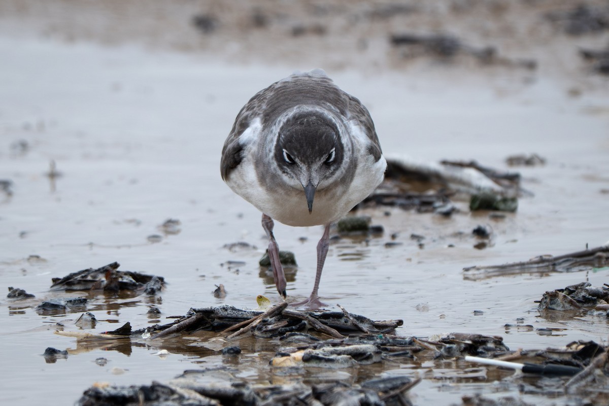 Franklin's Gull - ML639062821