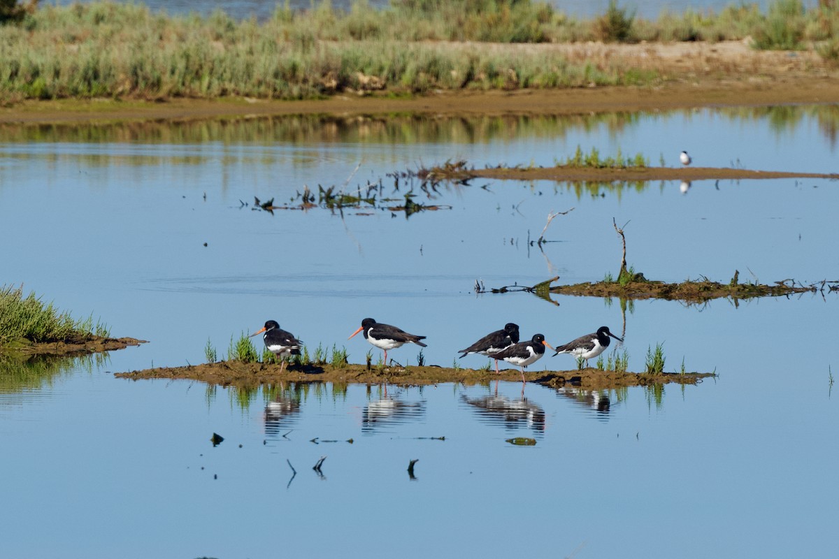 שלצדף החוף - ML639062912