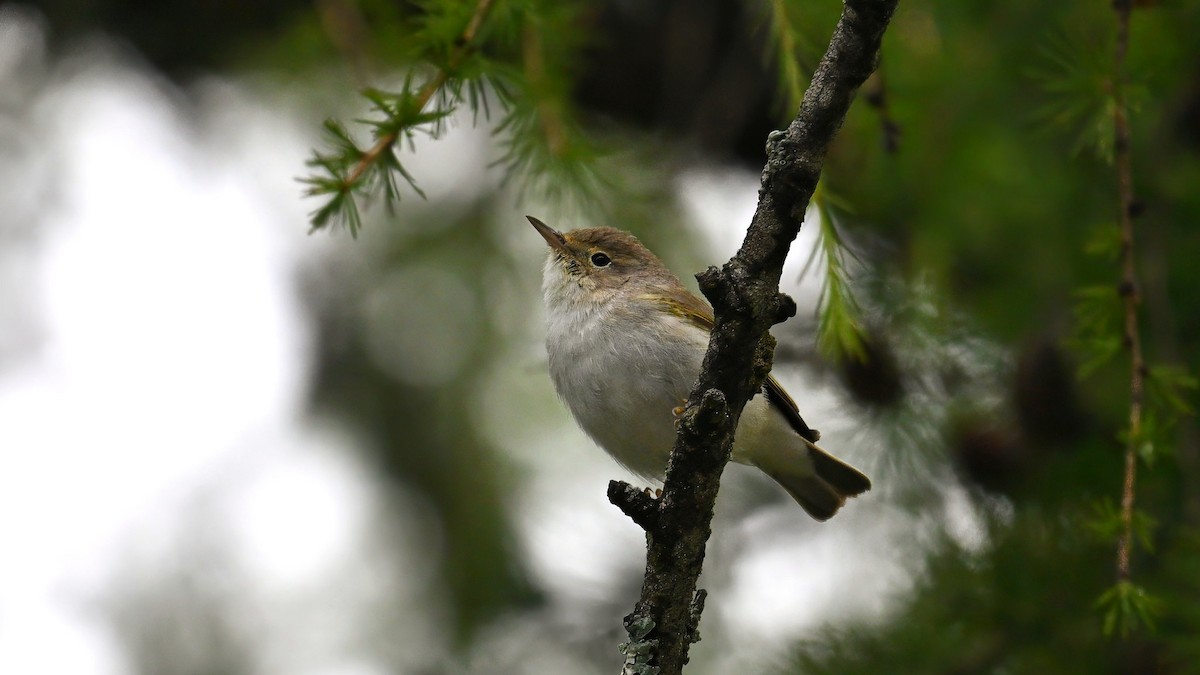 Western Bonelli's Warbler - ML639062934
