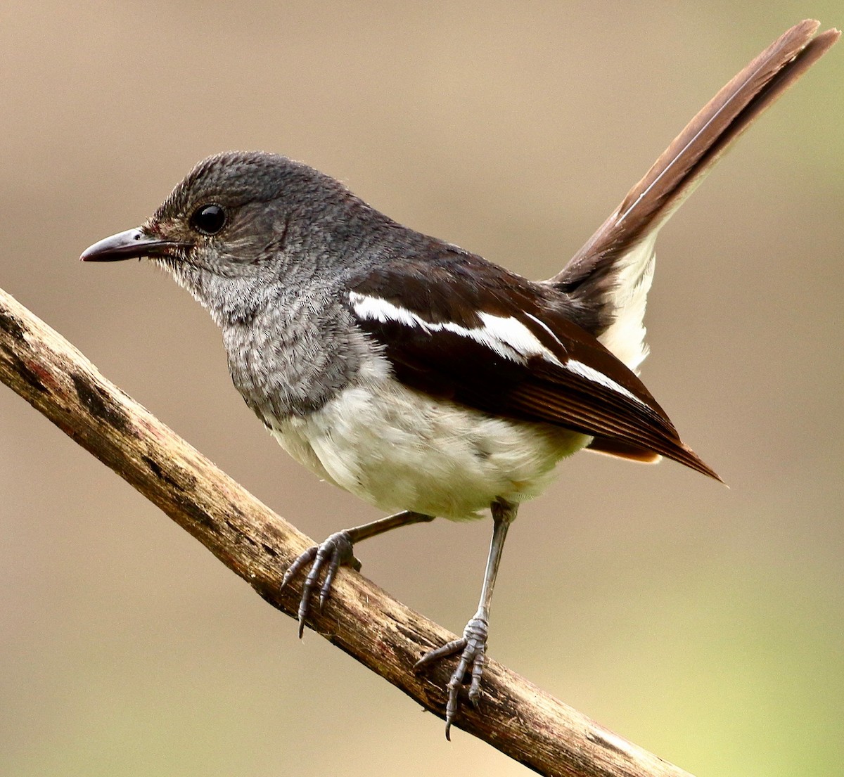 Oriental Magpie-Robin - ML639062936