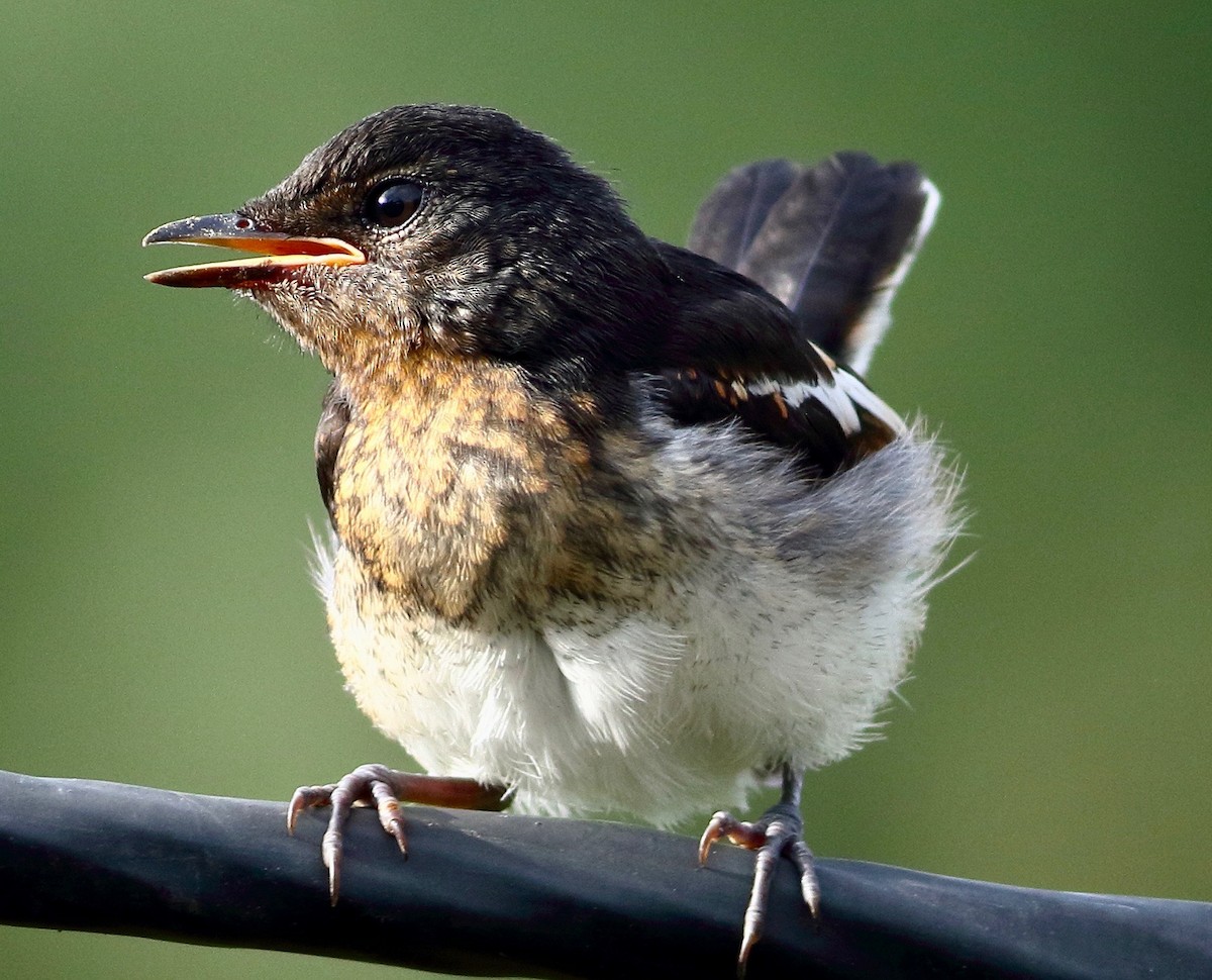 Oriental Magpie-Robin - ML639062937