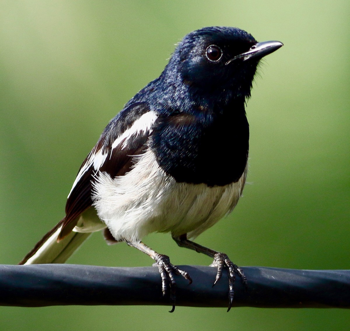 Oriental Magpie-Robin - ML639062938