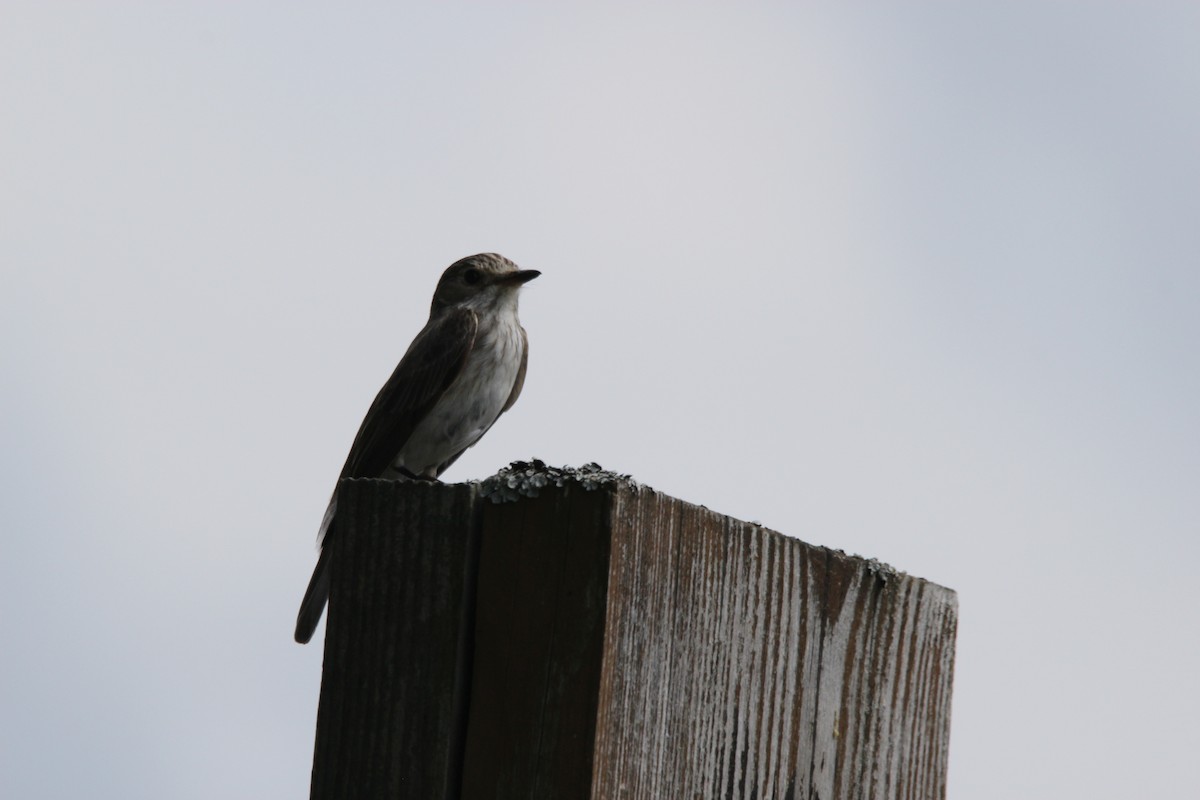 Spotted Flycatcher - ML639062947
