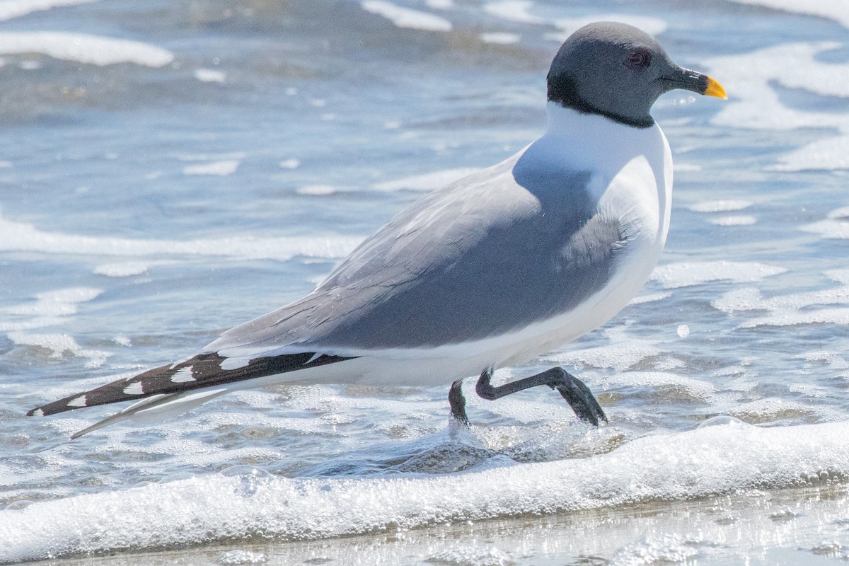 クビワカモメ - ML639063017