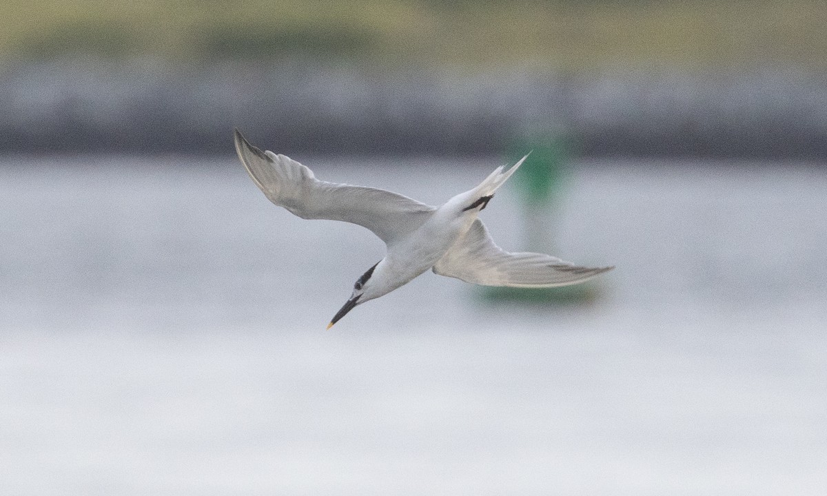 Kara Gagalı Sumru (acuflavidus) - ML639063029