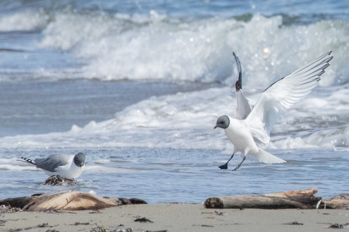 クビワカモメ - ML639063036