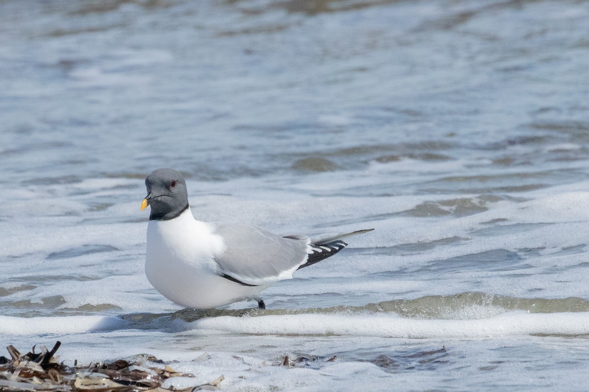 クビワカモメ - ML639063054