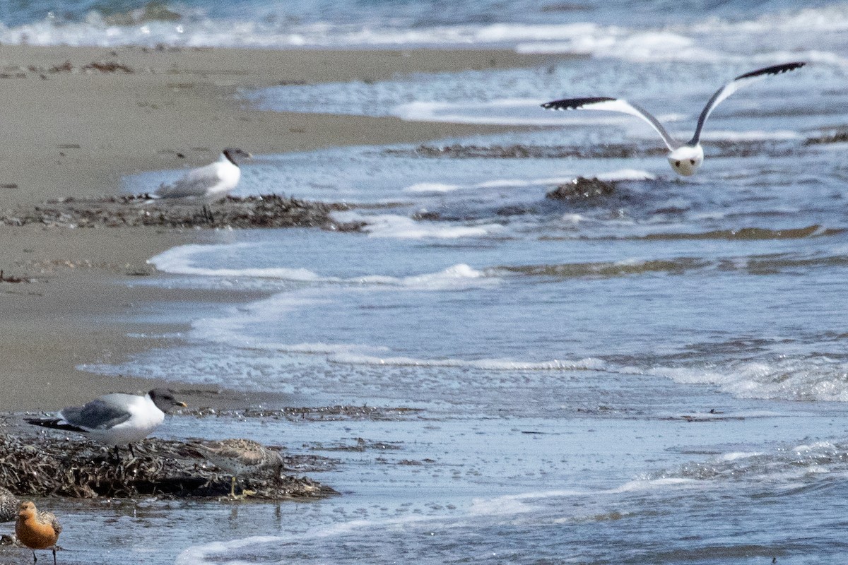 クビワカモメ - ML639063056