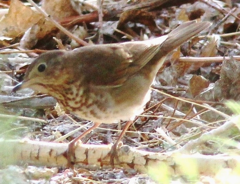 Swainson's Thrush - ML639063065