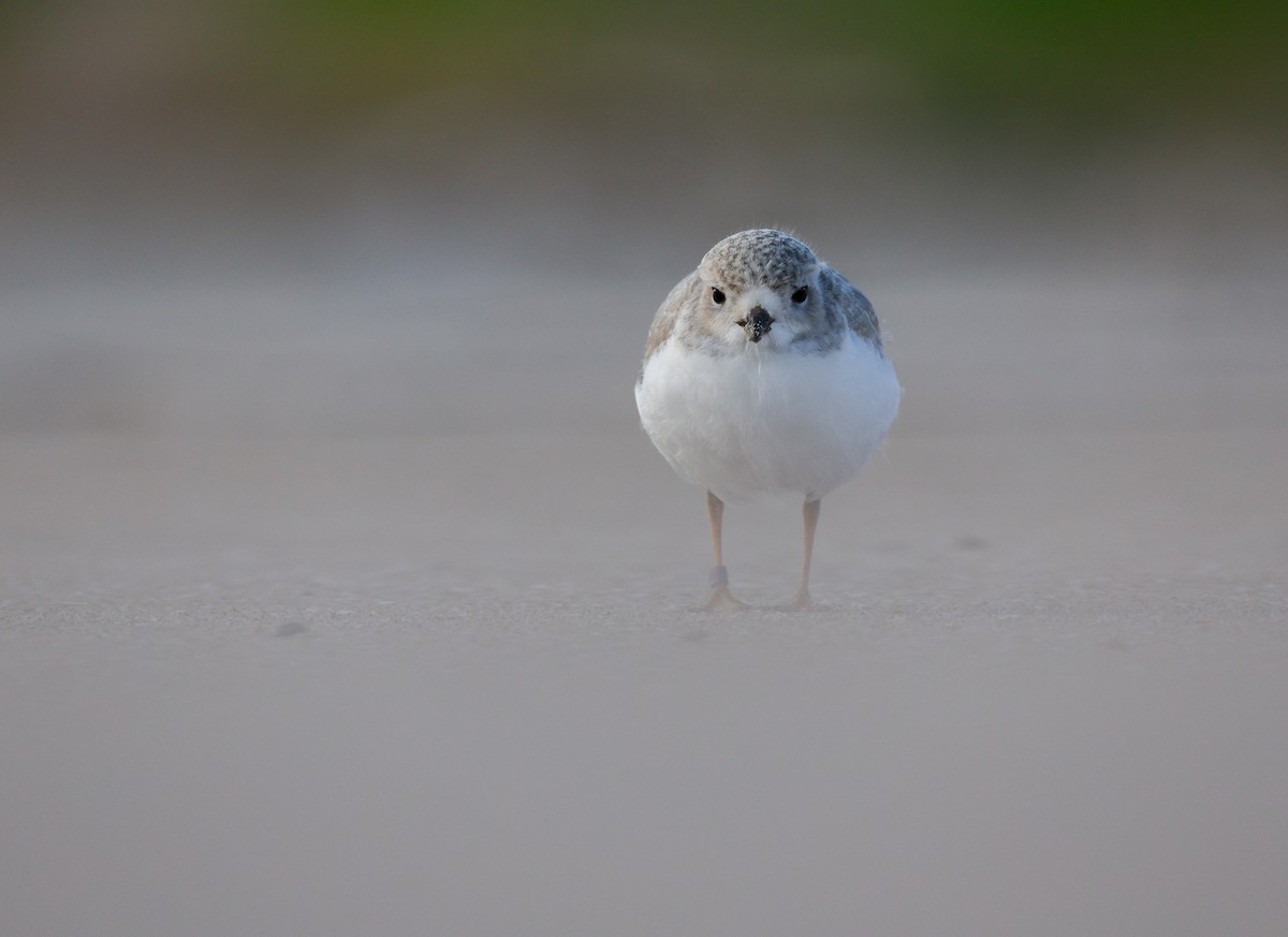 Piping Plover - ML639063070