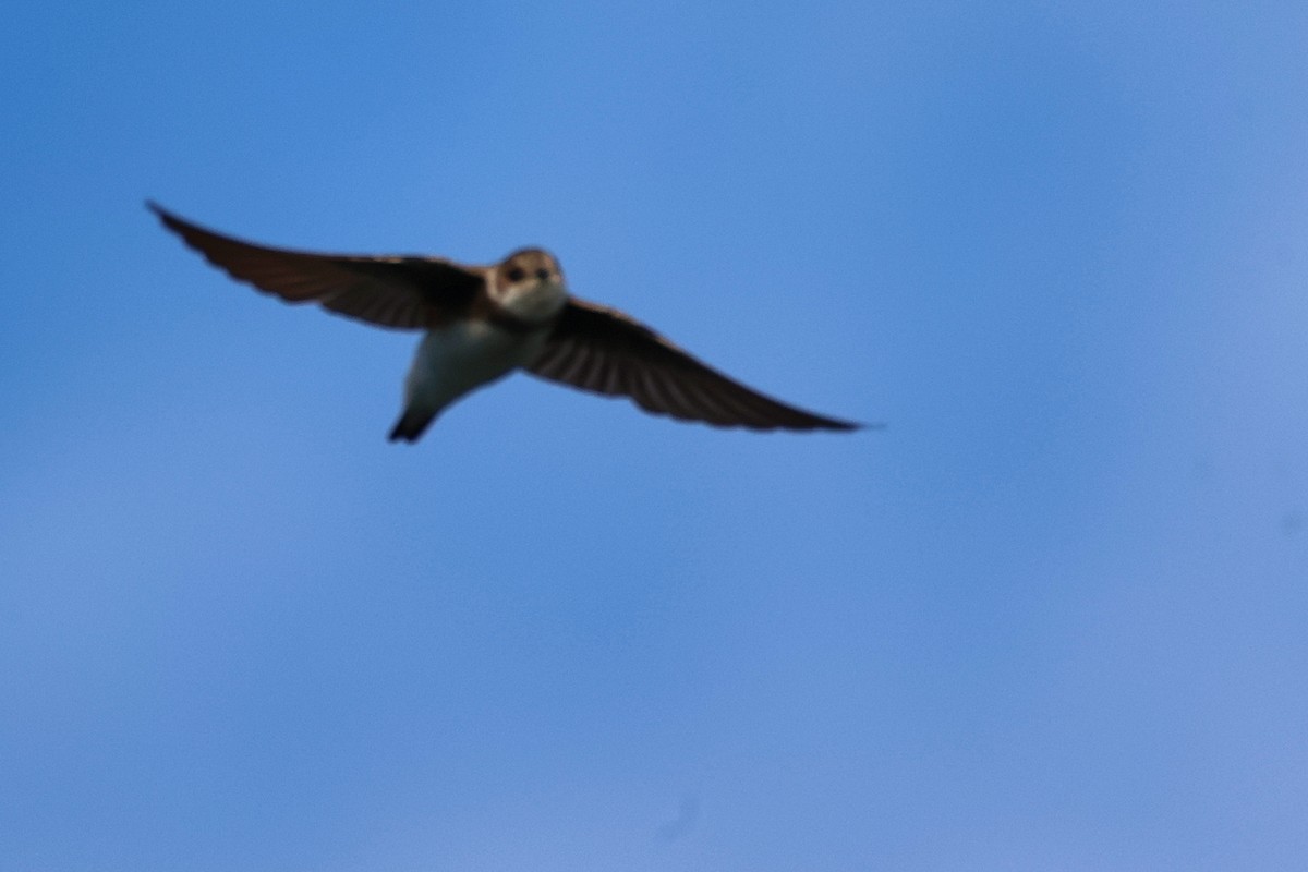 Bank Swallow - ML639063077