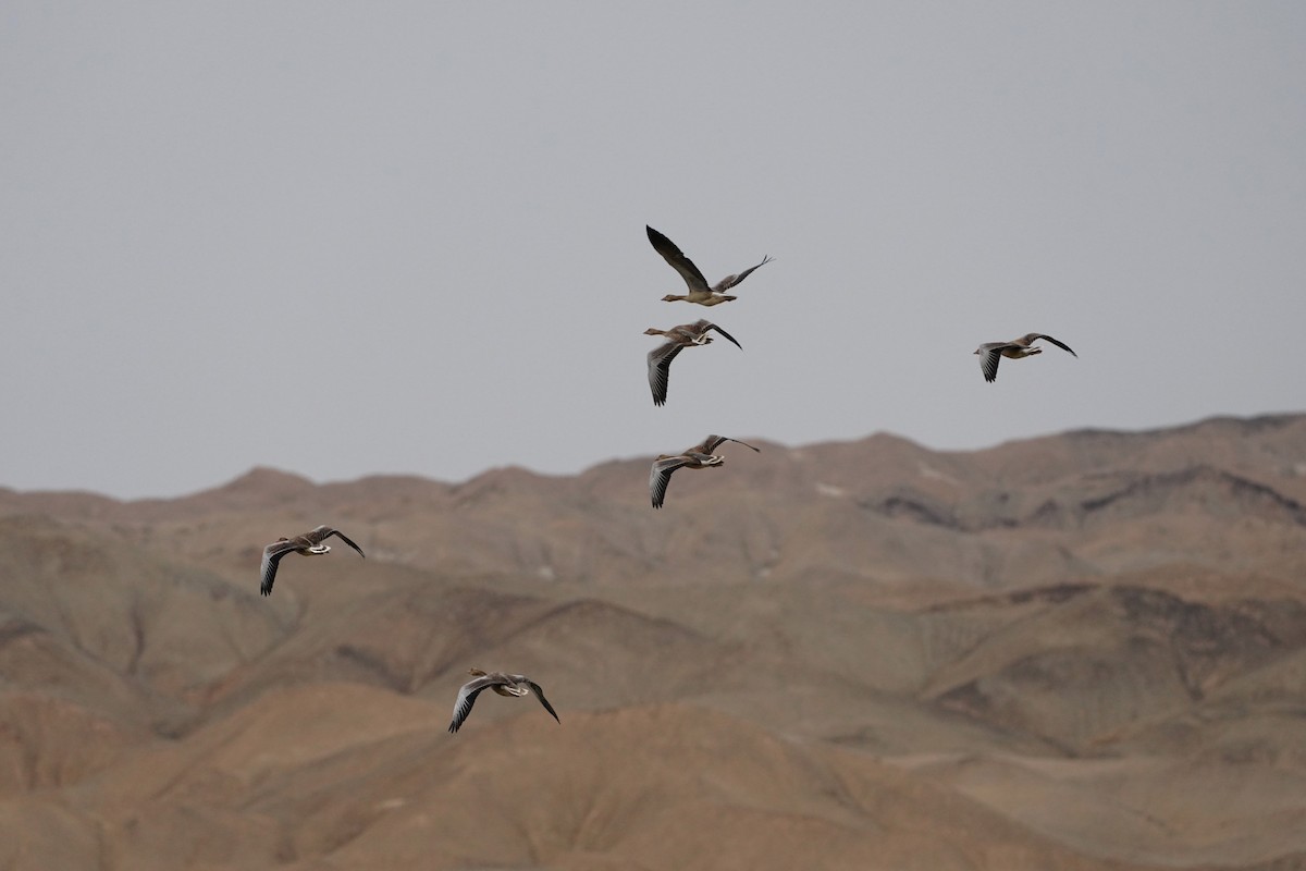 Graylag Goose - ML639063095