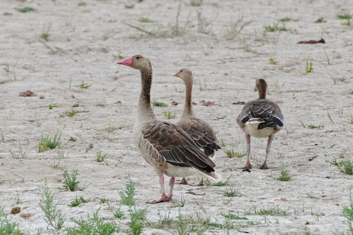 Graylag Goose - ML639063096
