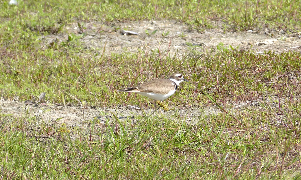 Killdeer - ML639063140