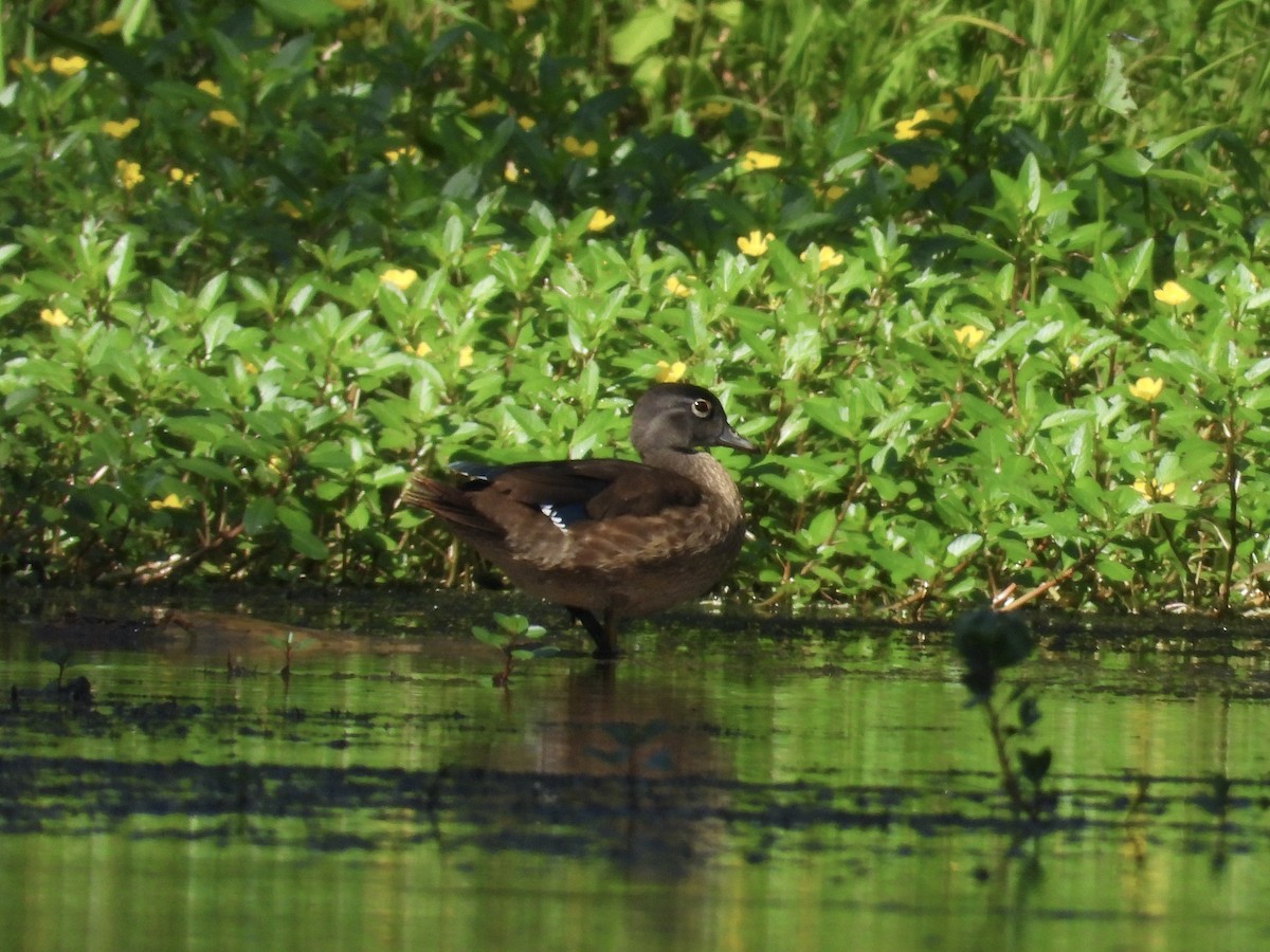 Canard branchu - ML639063175