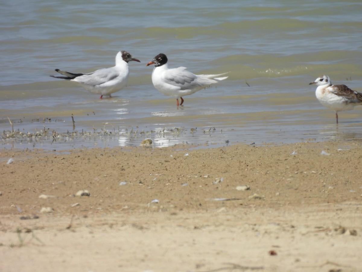 Mouette mélanocéphale - ML639063208