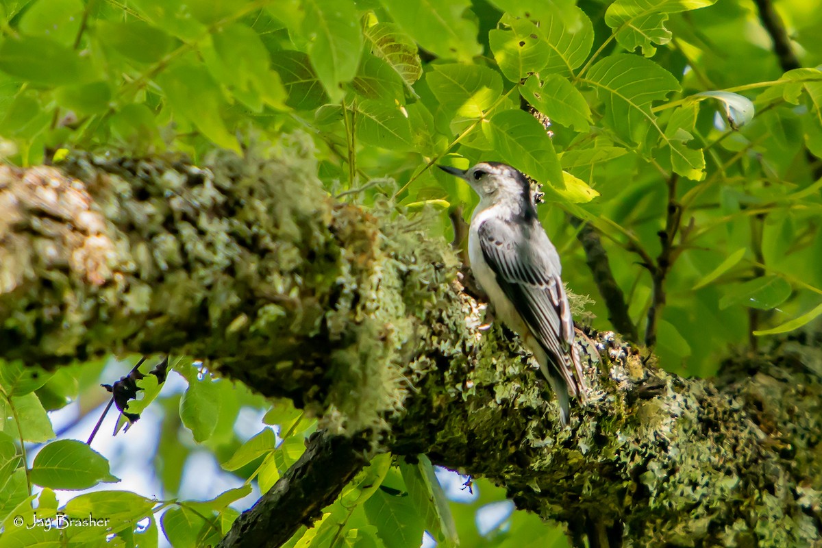 White-breasted Nuthatch - ML639063210