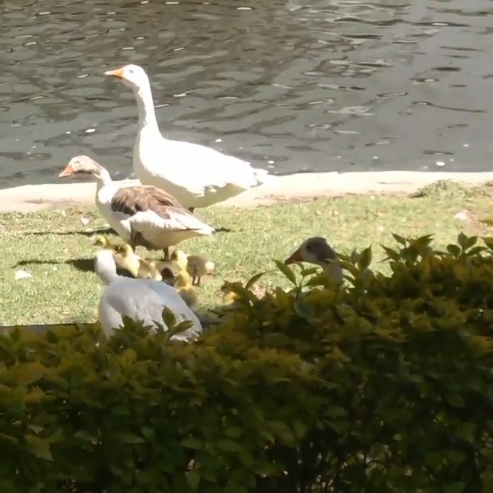 Graylag Goose (Domestic type) - ML639063294