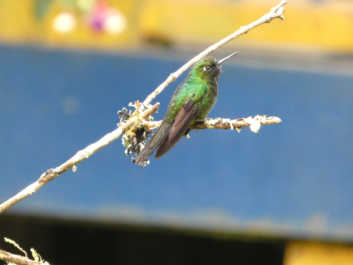 Tourmaline Sunangel - ML639063297