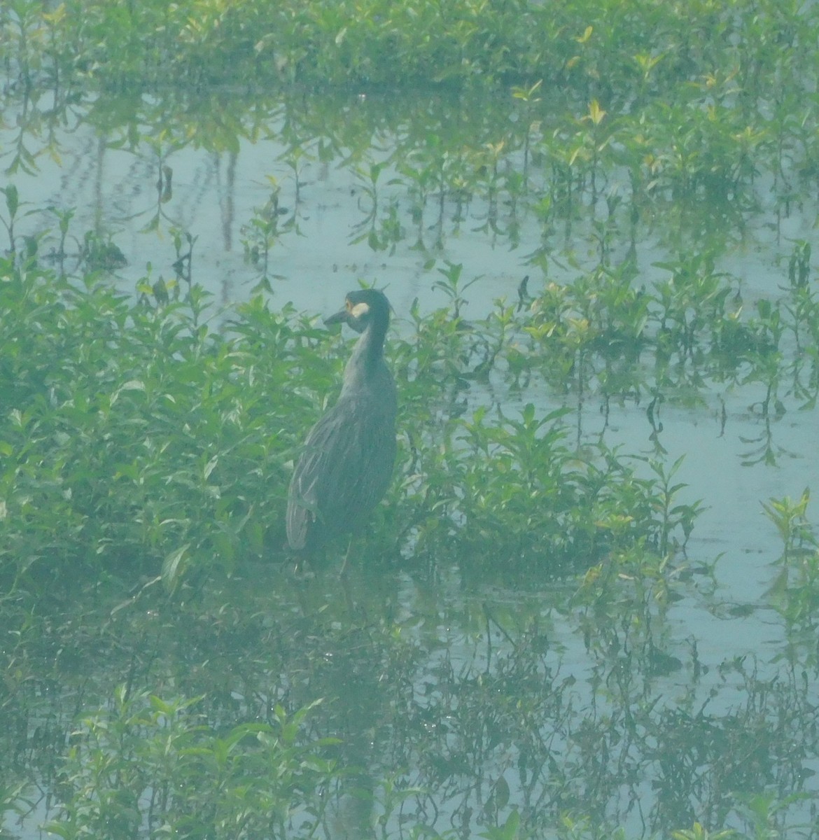 Yellow-crowned Night Heron - ML639063338
