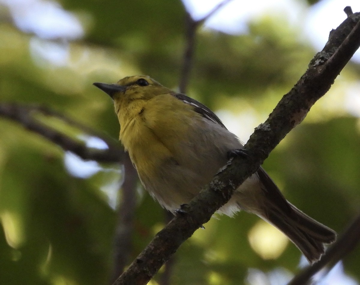 Yellow-throated Vireo - ML639063339