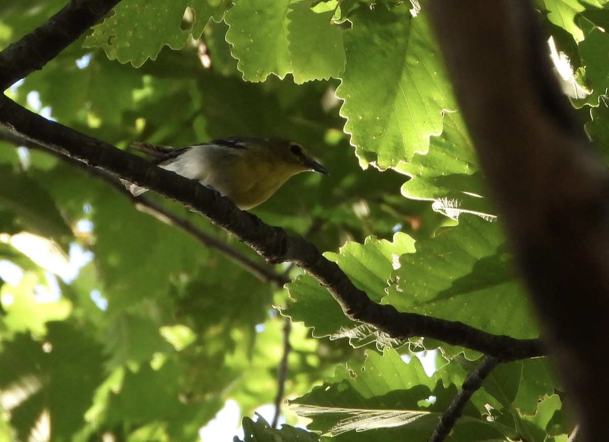 Yellow-throated Vireo - ML639063340