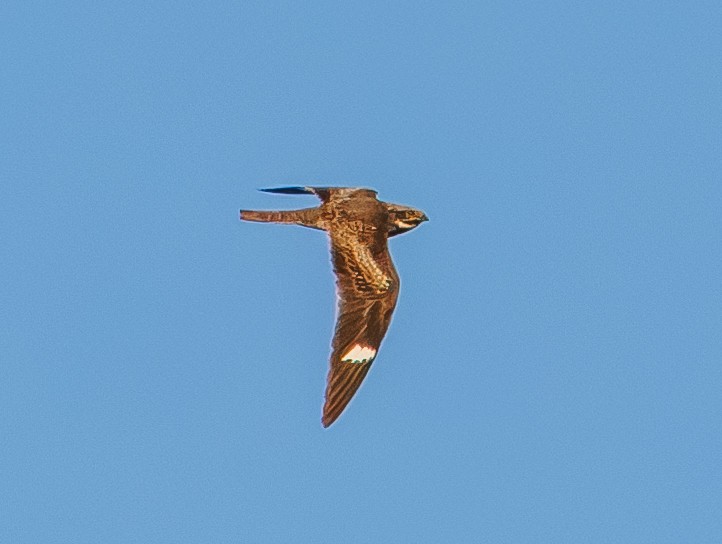 Common Nighthawk - ML639063379