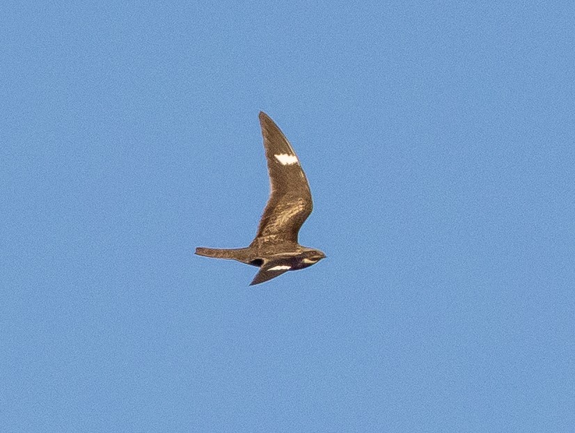 Common Nighthawk - ML639063380