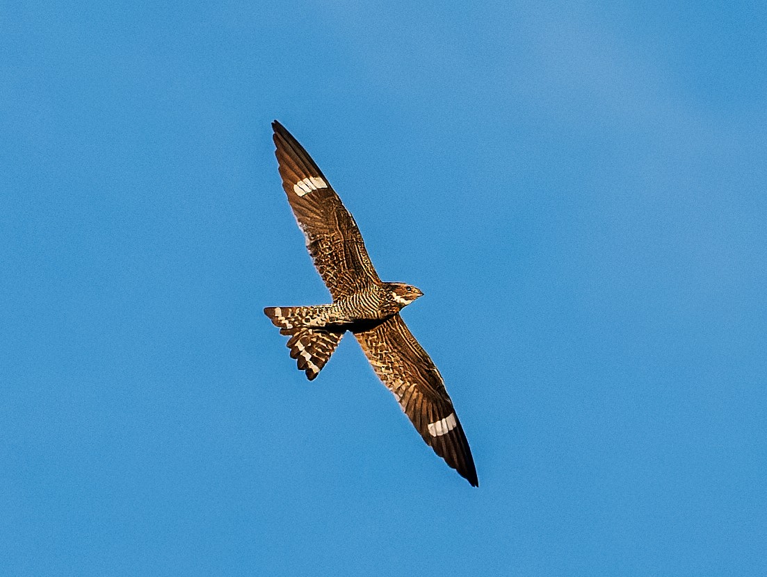 Common Nighthawk - ML639063381