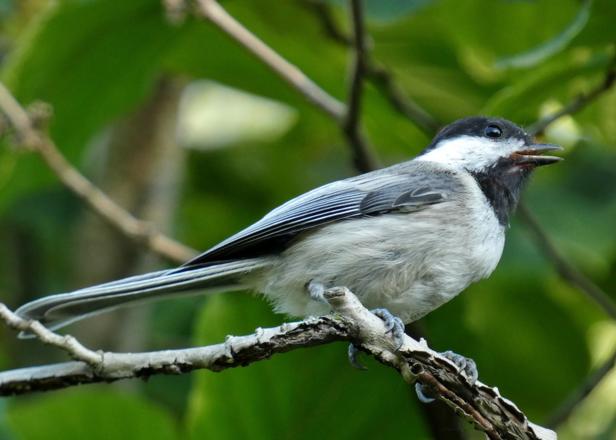 Black-capped Chickadee - ML639063509