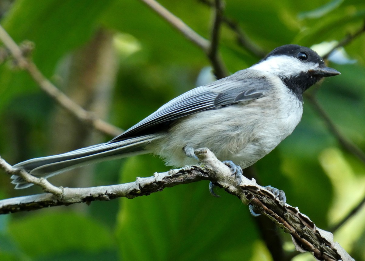 Black-capped Chickadee - ML639063510