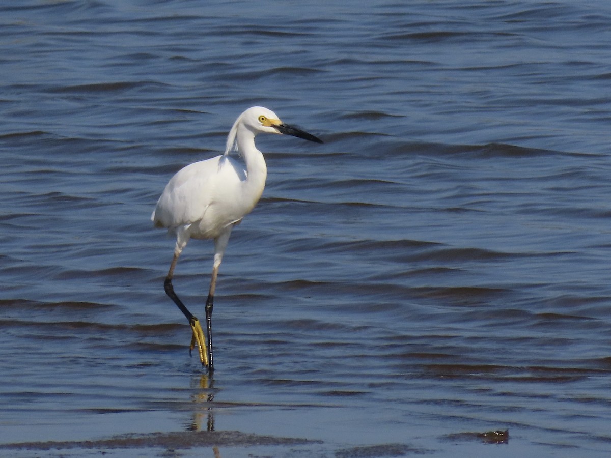 Snowy Egret - ML639063574