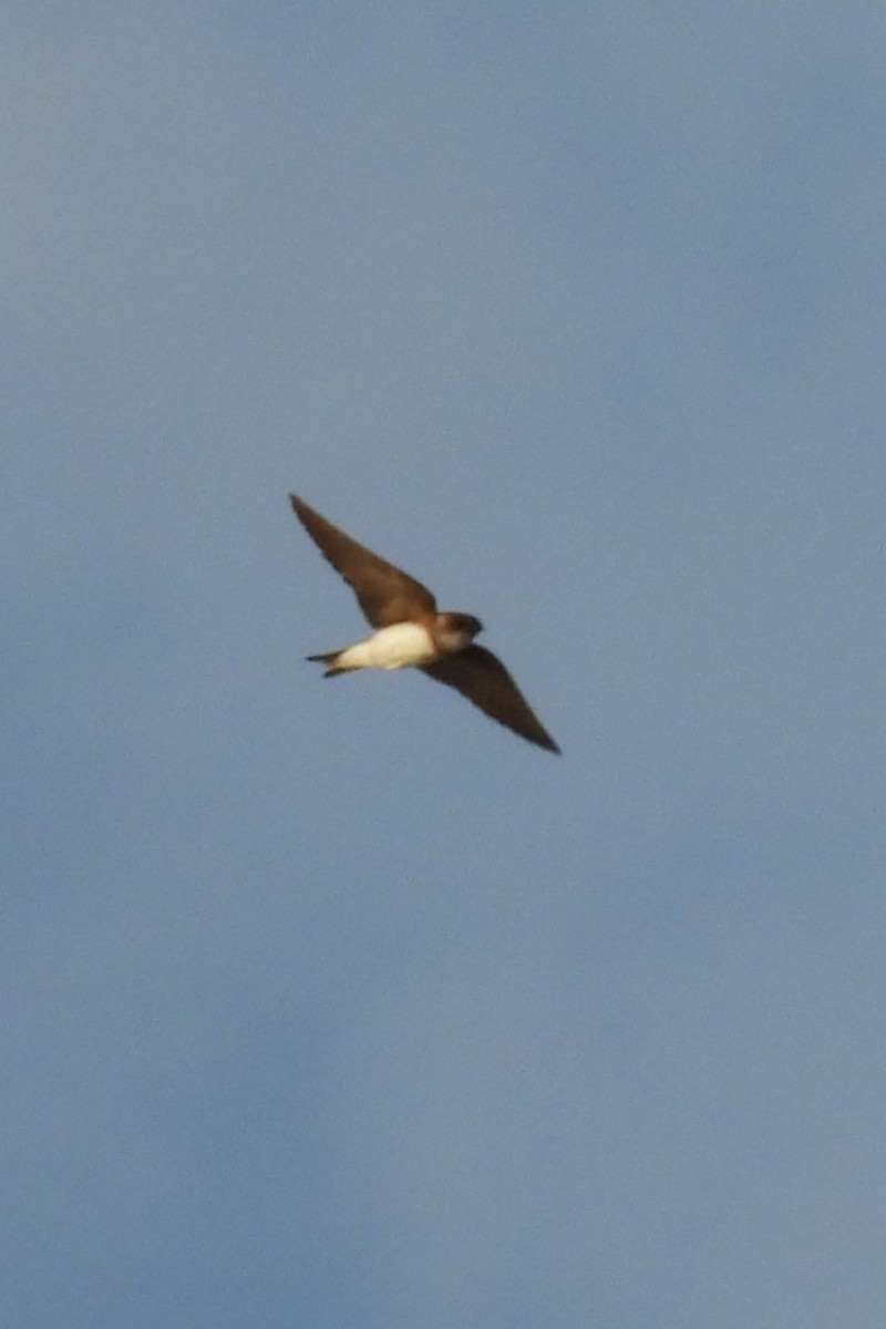Bank Swallow - ML639063595