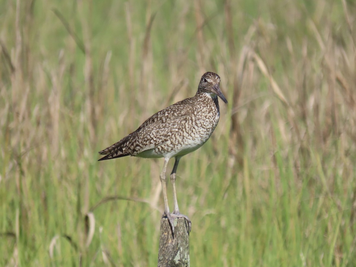 Willet (Eastern) - ML639063596