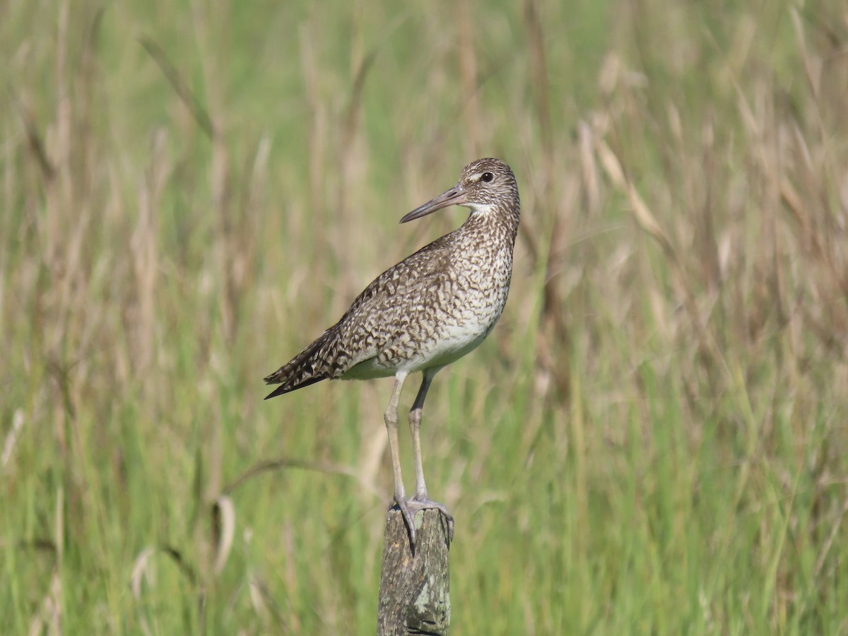 Willet (Eastern) - ML639063597
