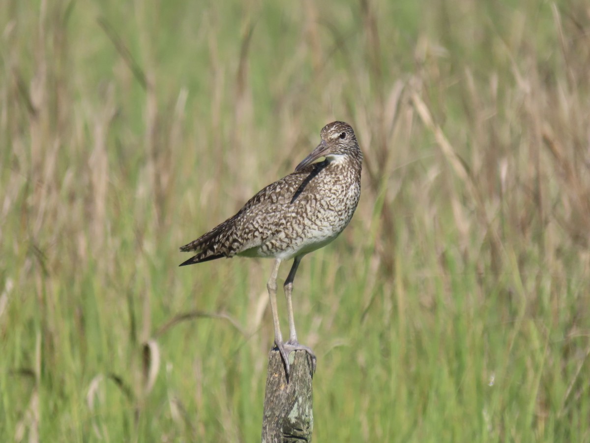 Willet (Eastern) - ML639063598