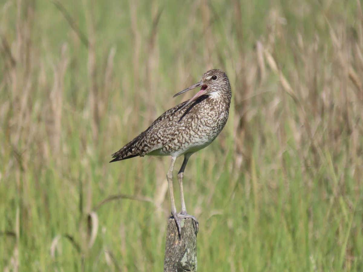 Willet (Eastern) - ML639063599