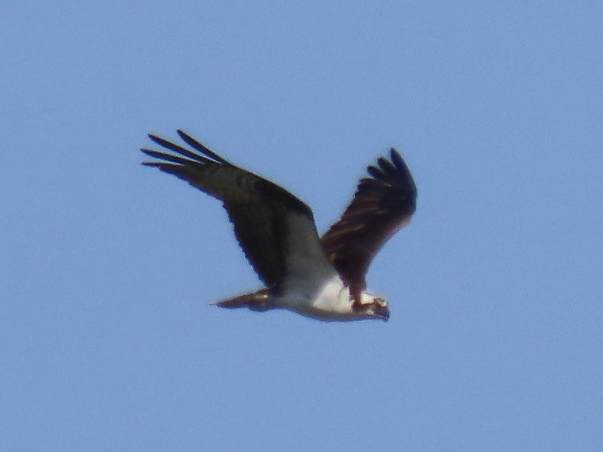 Osprey (American) - ML639063656