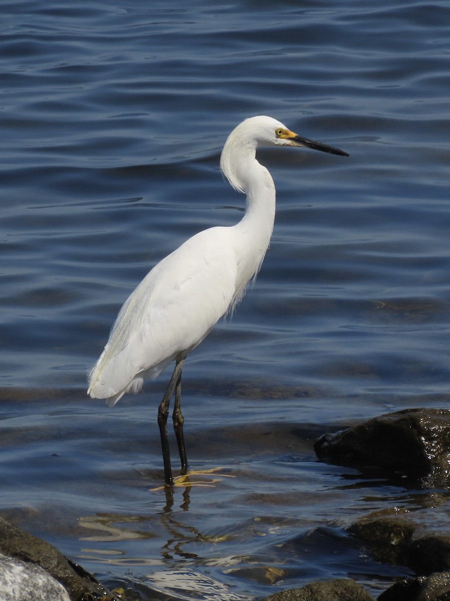 Snowy Egret - ML639063706