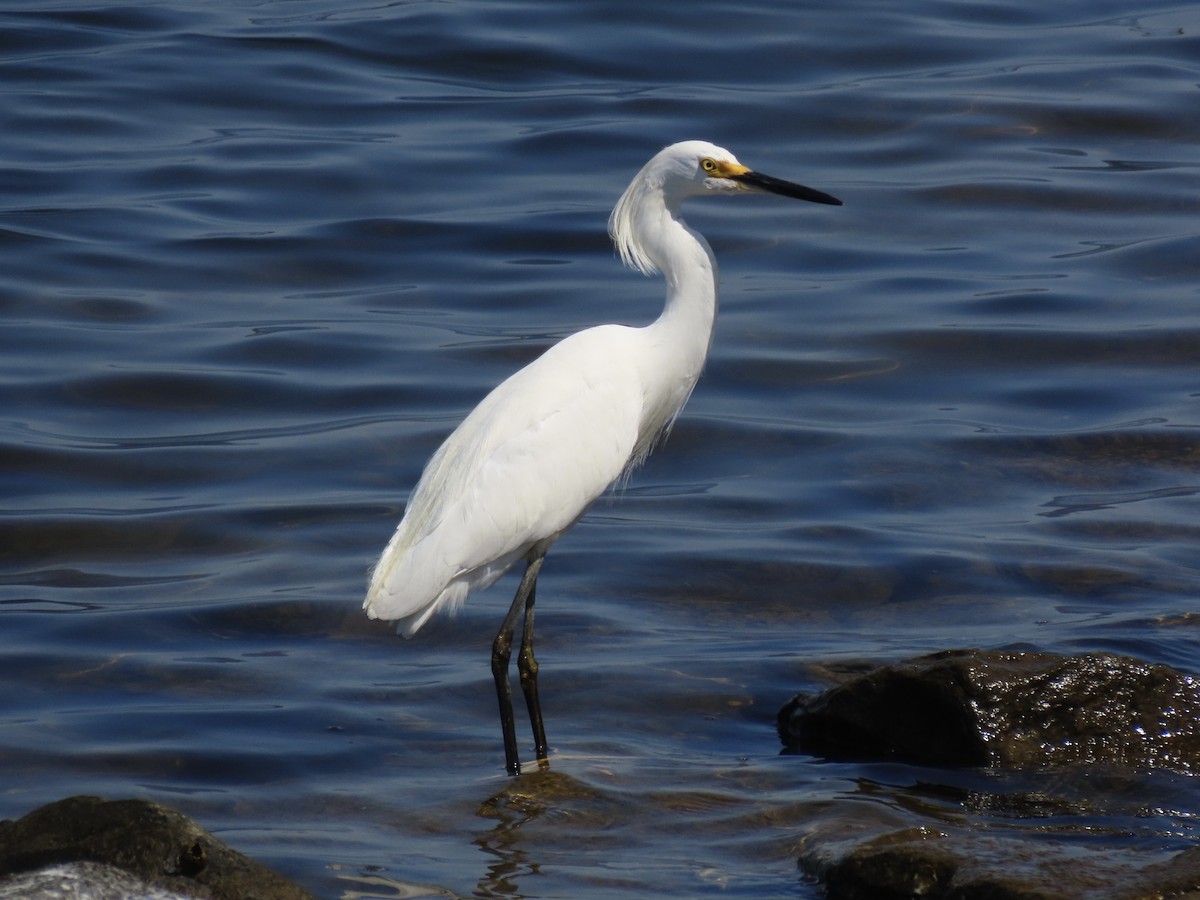 Snowy Egret - ML639063707